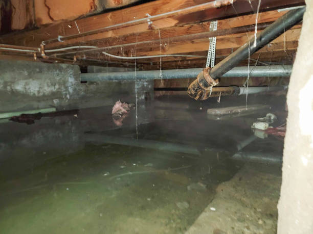 Best Local water damage restoration  in Riverside, CT